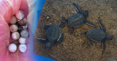 海龟蛋摆着没吃 竟孵化4小海龟