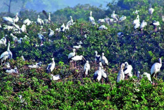 霹雳河中央有座自然形成的小岛，吸引越来越多候鸟迁到岛上。