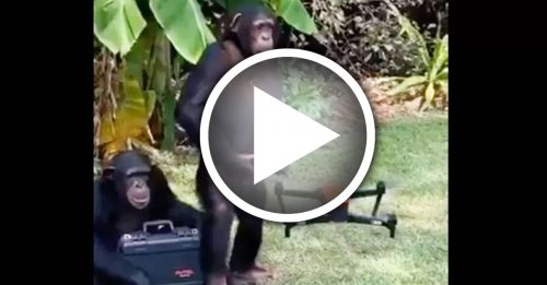 黑猩猩学会 操作无人机