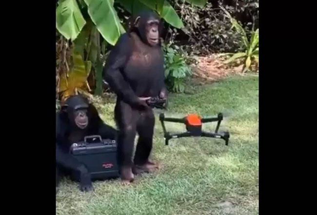 黑猩猩沉稳的操作无人机。