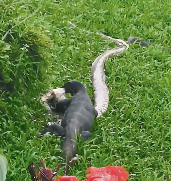 艾恩豪斯骑脚踏车经过加冷河时，发现草丛里有两只蜥蜴在吃着蟒蛇。（取自面子书）