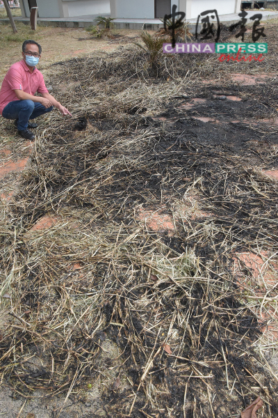 用来美化甲河的棕榈树遭烧死。