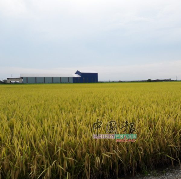 适耕庄是一个适合种稻的地方，远处为稻米厂。
