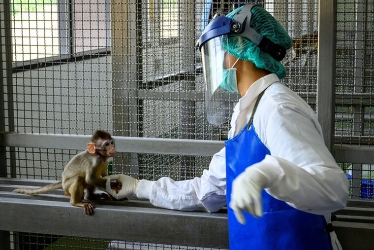 泰国的疫苗团队利用猴子进行试验。