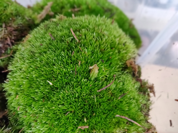 本地商家较为普遍进口的“bun moss”苔藓。
