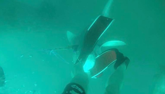 男子随身镜头记录到鲨鱼攻击的画面。