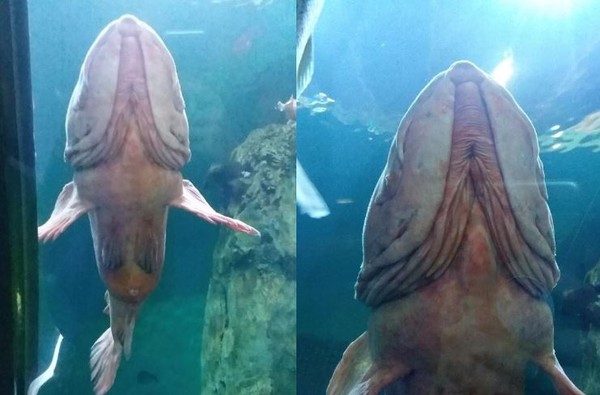 女游客在水族馆捕捉到长得像“巨大男性生殖器”的鱼。