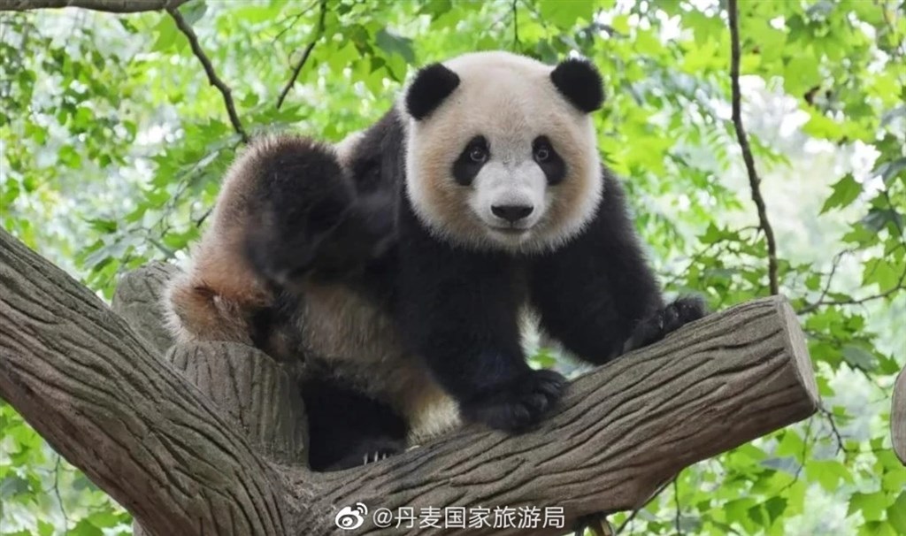 熊猫星二。