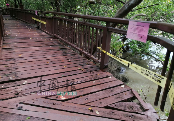 大约半公里长的木桥走道，有超过20处是拉上警戒线，出现木板破损或护栏腐朽的情况。