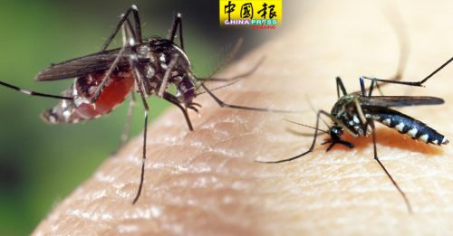 未来3月蚊症再袭  卫长促加强社区防范