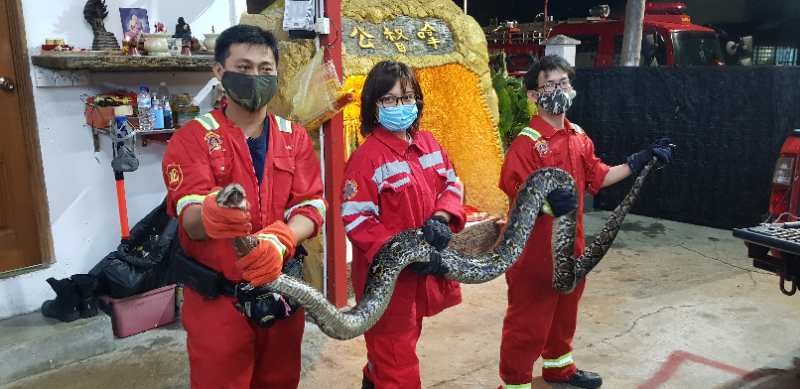 义消队员将蛇抓到会所，冲洗干净后，还与大蟒蛇合照。