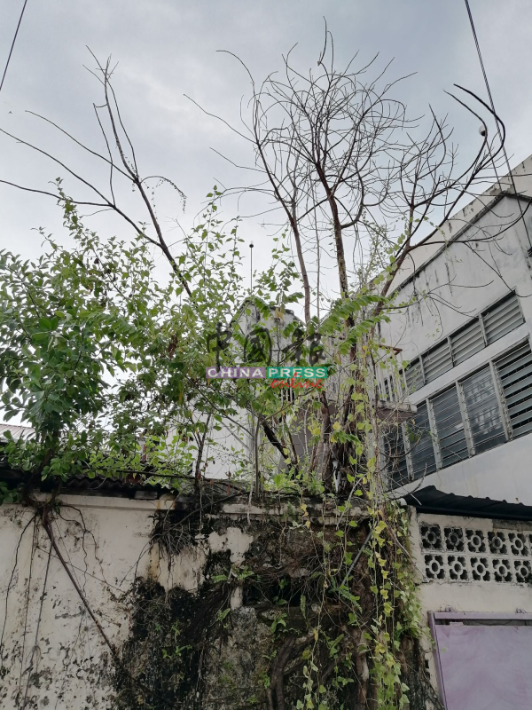 树木生长在店面后方的屋顶上，其中有一棵已经枯萎，让人担心不堪风雨吹打会倒下。