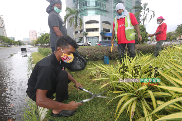 工作人员在修剪交通岛上的花草时，工作认真。