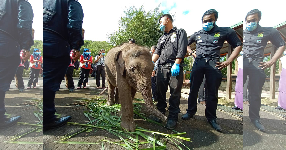 200710Sahabat02 小象因眼睛严重感染被象群排挤，目前正接受沙巴野生动物局的治疗。