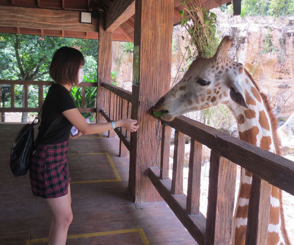 亲自喂食长颈鹿，也是不错的体验。