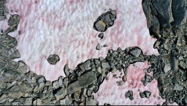 意大利境内阿尔卑斯山脉的普勒塞纳冰川，近日出现粉红冰。