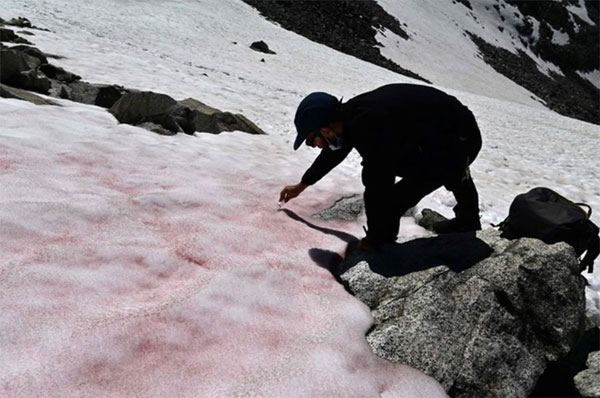 意大利国家研究委员会研究员马约，在冰川上采集粉红冰样本。