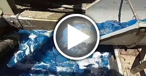 蓝色水母堵水管 发电厂差点停摆