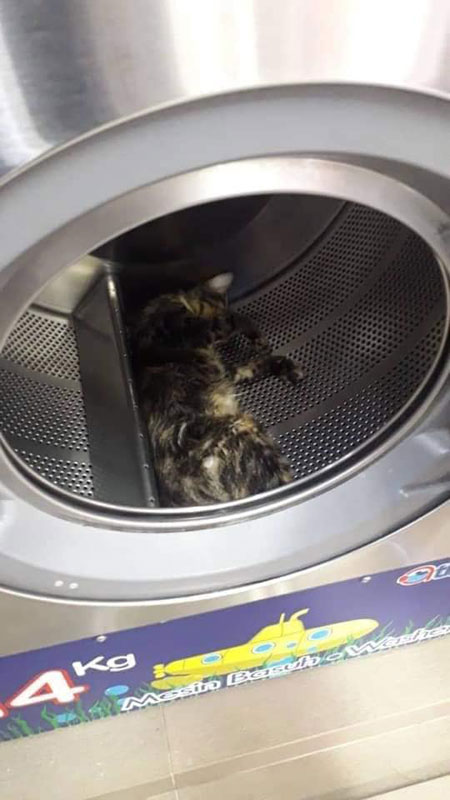 理发师发现洗衣机内的小猫后，将它们抱出洗衣机，没想到小猫当时已毙命。