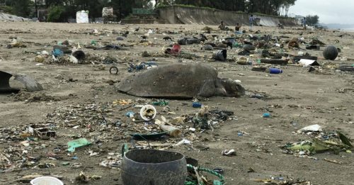 大量垃圾涌现孟加拉海岸 160只海龟被冲上岸获救