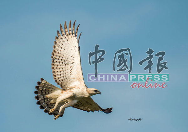 凤头鹰雕被发现在芙蓉皇家山公园。