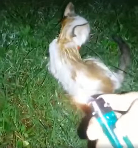 视频中，小猫被人蓄意点火燃烧。（取自大马动物协会面子书）