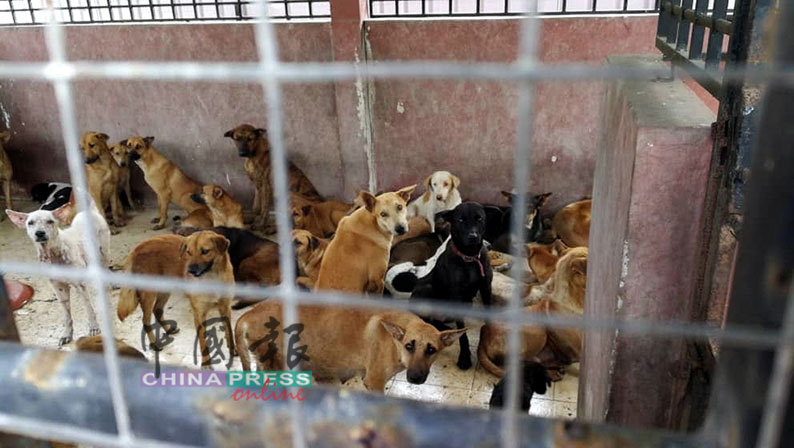 永平县议会捉狗队捕捉回来的狗，无助地被关在牢笼里，所幸全数被救出来。