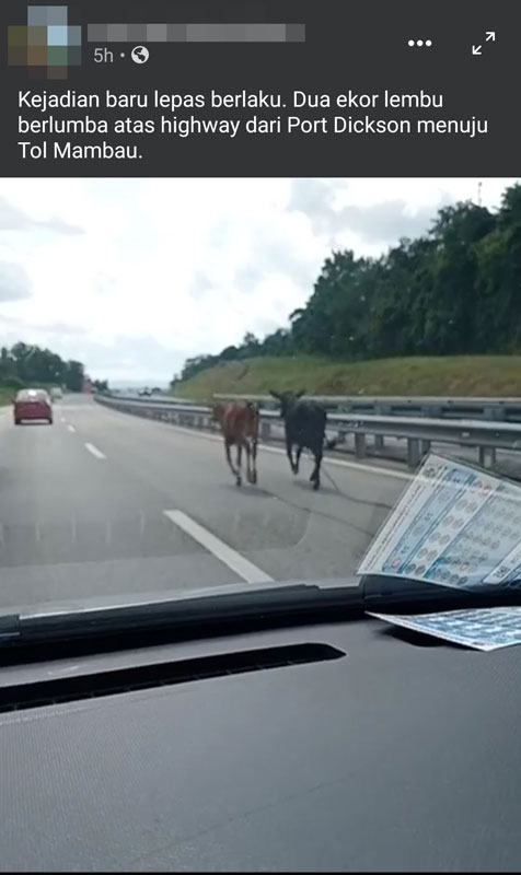 颈项仍栓着绳子的两头牛在芙波大道快速车道奔跑！