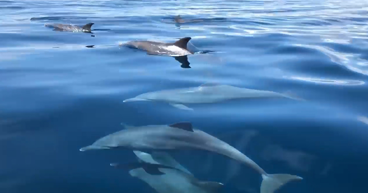 逾20只海豚在刁曼岛附近出没。