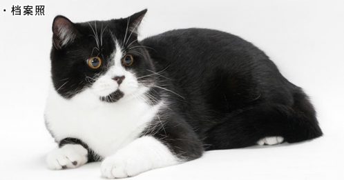 ◤全球大流行◢英国出现首例宠物猫确诊