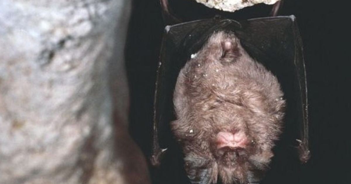 专家说，蝙蝠体内虽有病毒，但不应该被灭绝。