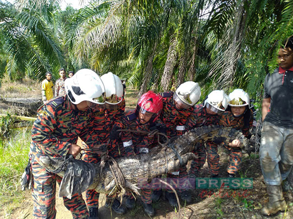 6名消拯员合力抱着2.5公尺长的大鳄鱼。