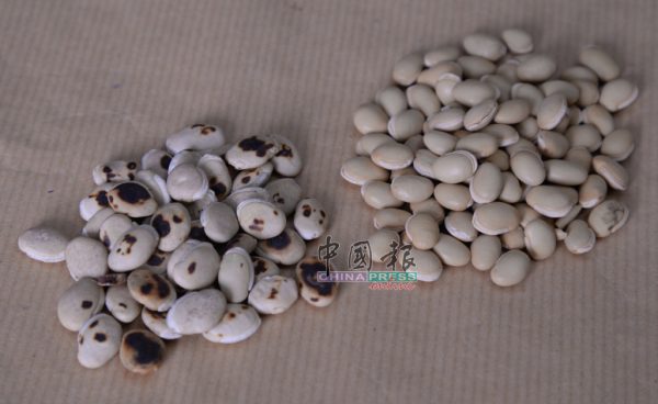 白扁豆可健肾和防止肾结石及尿毒症，炒白扁豆（左）还能清脑明目，视力不好的人可常吃白扁豆。