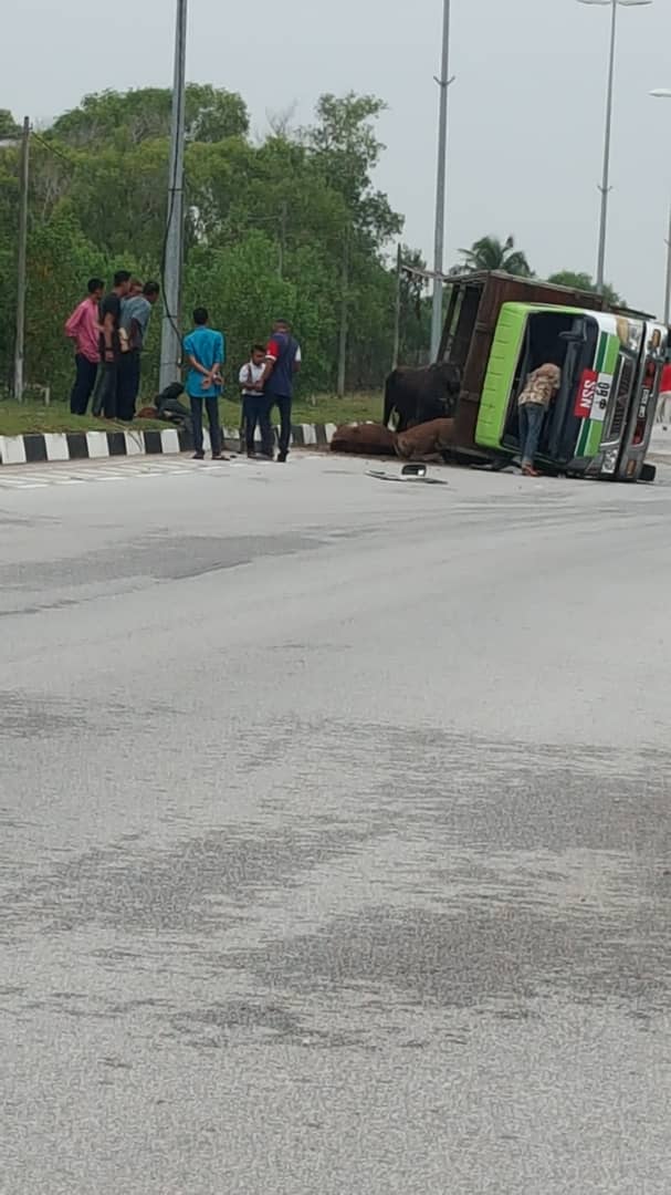 一群供哈芝节屠宰的牛只，在运送过程中发生意外。
