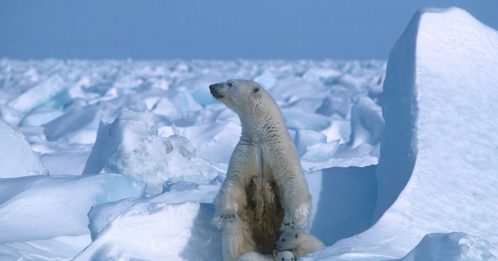 气候暖化 冰层减少 北极熊或于2100年灭绝