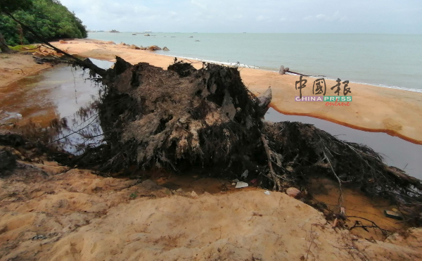 大树因海蚀倒下，还没被清理，破坏了沙滩的面貌。