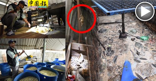老鼠屋顶窜逃  遍地动物尸骇  4食品工厂被令关