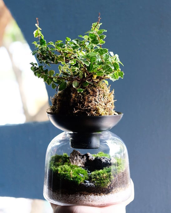 玻璃盆景配搭苔玉（一种用苔藓覆盖着植物部分泥土并将该部分做成圆形的盆栽），在瓶上搭建另一个绿色世界。