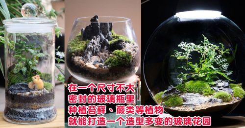【品味生活】微型玻璃盆景  打造疗愈秘密花园