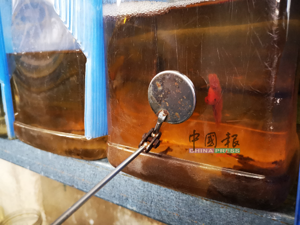 蔡勇福透过一面小镜子训练斗鱼，使斗鱼更有互动性。