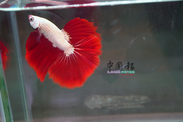 红龙半月的银白色体色，搭配橘红色的鱼鳍，色泽鲜明。