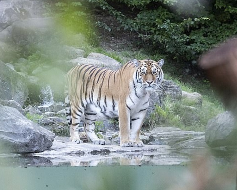 苏黎世动物园内饲养的其中一只西伯利亚虎。