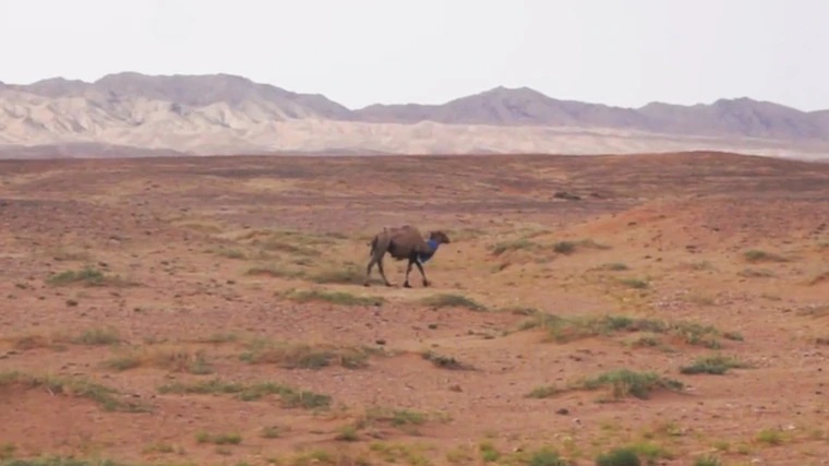 骆驼独行返家路。