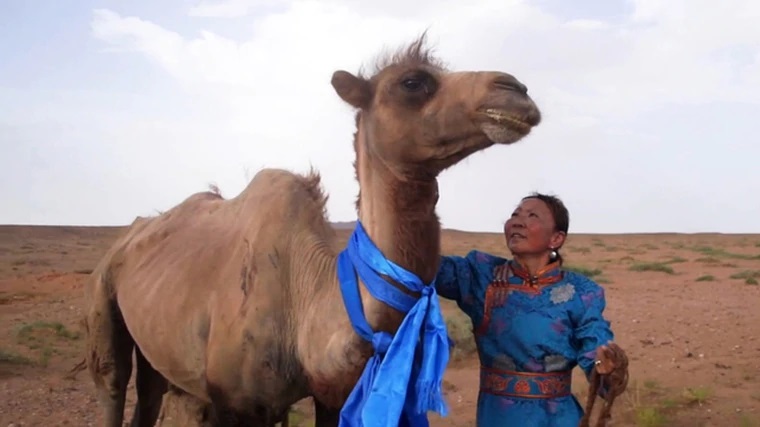 特木尔的妻子娜仁表示，把骆驼带回家后，发现它身上有许多因为跨越围栏留下的伤口，看了非常心疼。