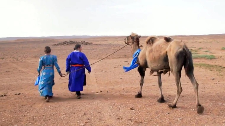 特木尔夫妻将年迈骆驼带回家。
