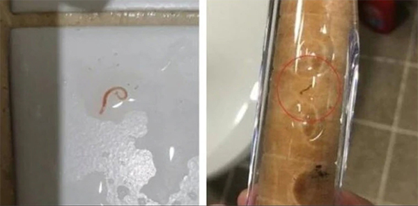 首尔中区有居民在洗澡后，发现浴室地板上有幼虫（左）。