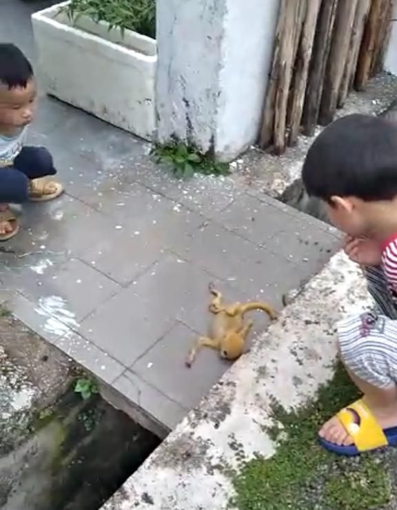 疑摔死在后巷的小猴，吸引小孩趋前查看。