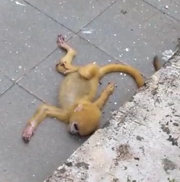 小猴毛发呈黄色，身体和脚严重受伤。