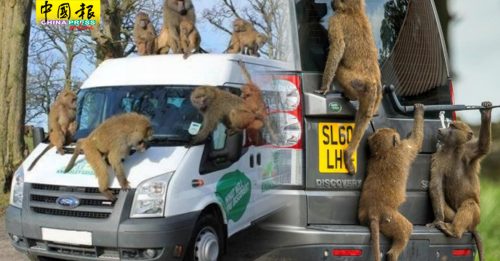 野生动物园  成群狒狒“拆解”游客车