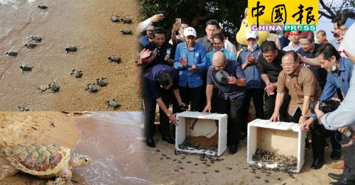 慕尼尔：管制期海滩变平静  海龟登陆产卵   料增15%